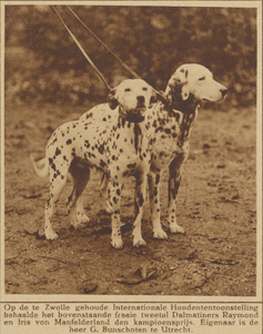 870877 Afbeelding van de twee dalmatische honden van de heer G. Bunschoten uit Utrecht, die op de internationale ...
